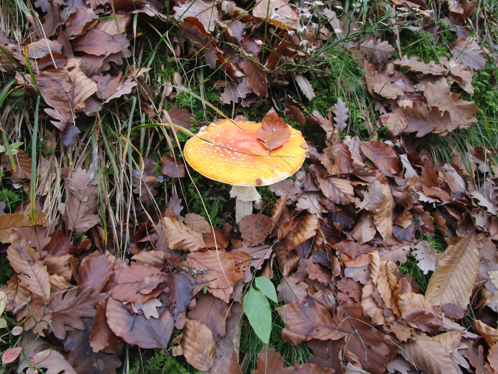 10 11 2018 OD LITIJE8