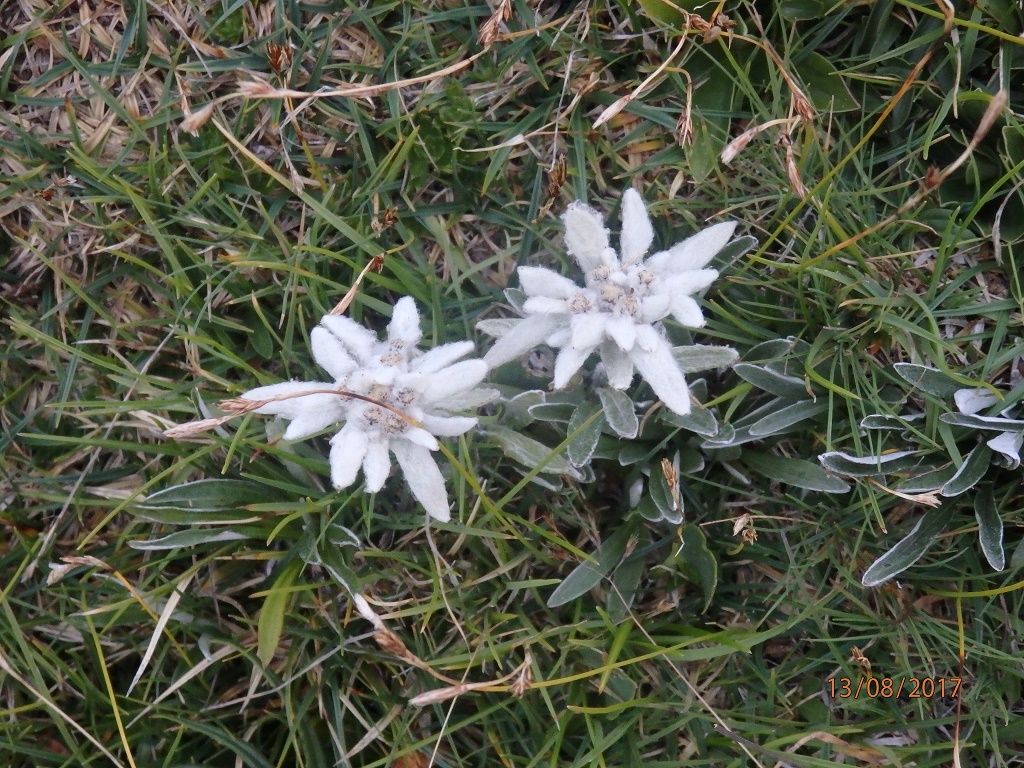 2017 08 KAMNIŠKO12