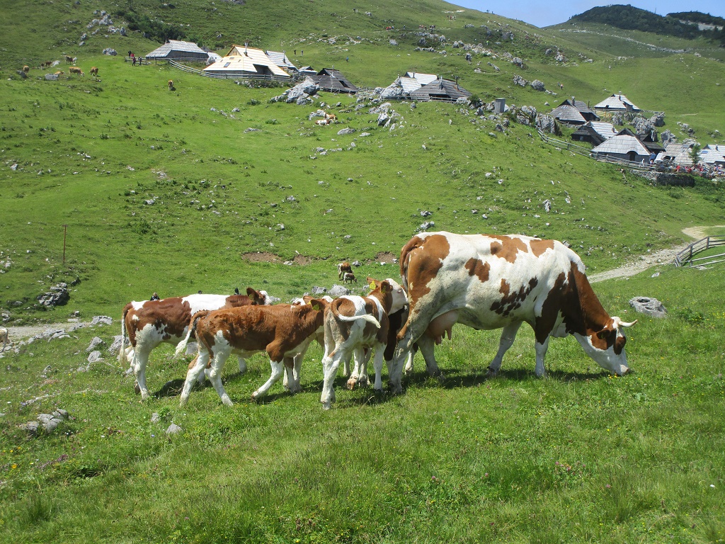 2018 7 VELIKA PLANINA8