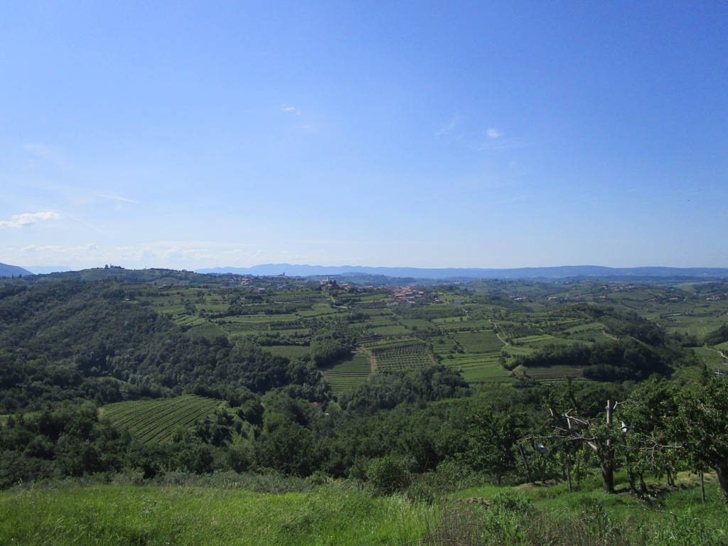 201906 ČEŠNJE11