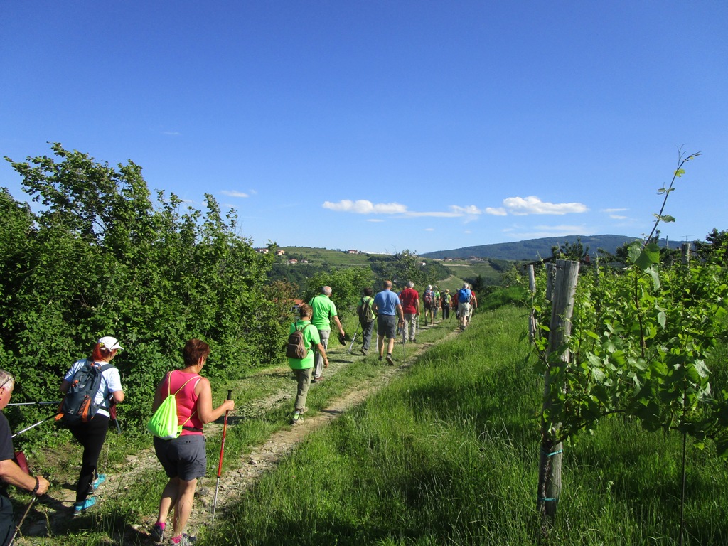 201906 ČEŠNJE6