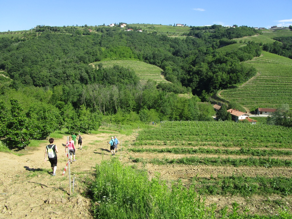 201906 ČEŠNJE9