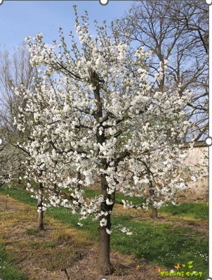 češnja