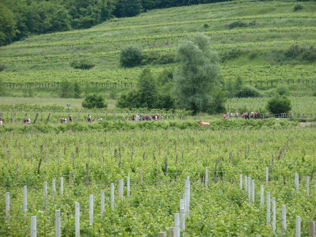 2013 9 pohod od cesnje do cesnje sl9