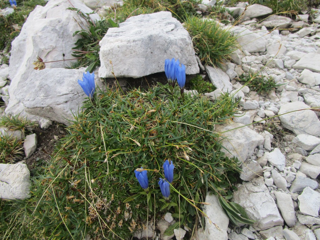 2019 08 koroška12